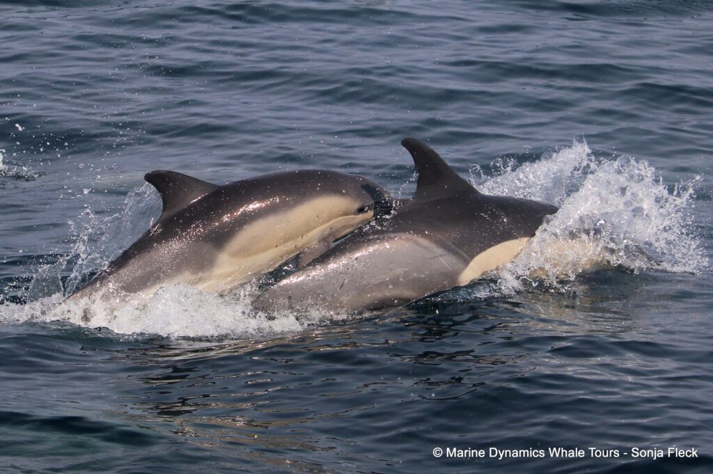 common dolphin, whale watching, gansbaai, south africa
