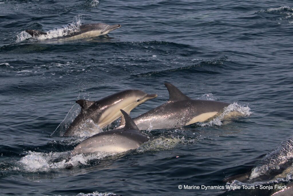 common dolphin, whale watching, gansbaai, south africa