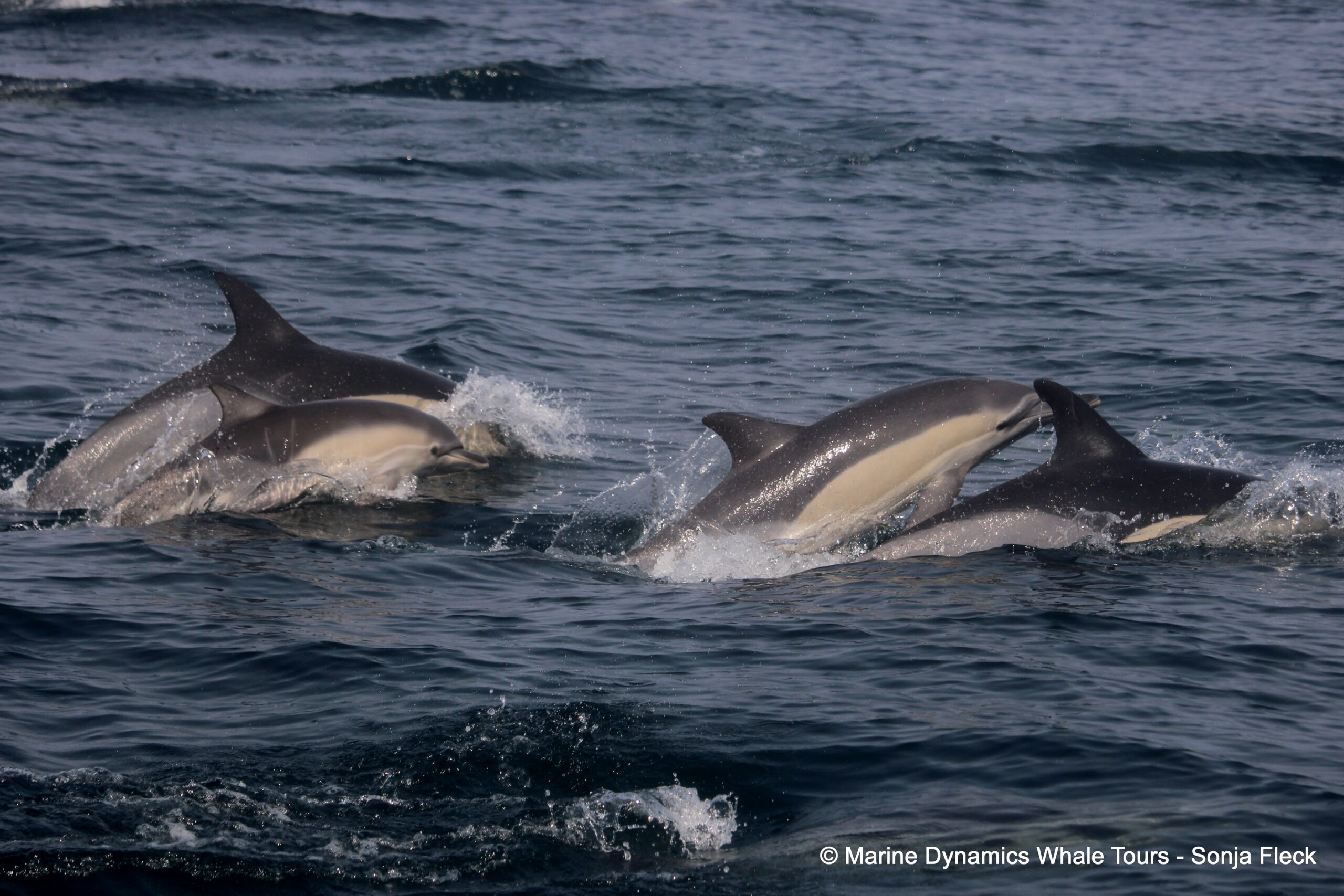 Marine Big 5 Daily Blog 28 August