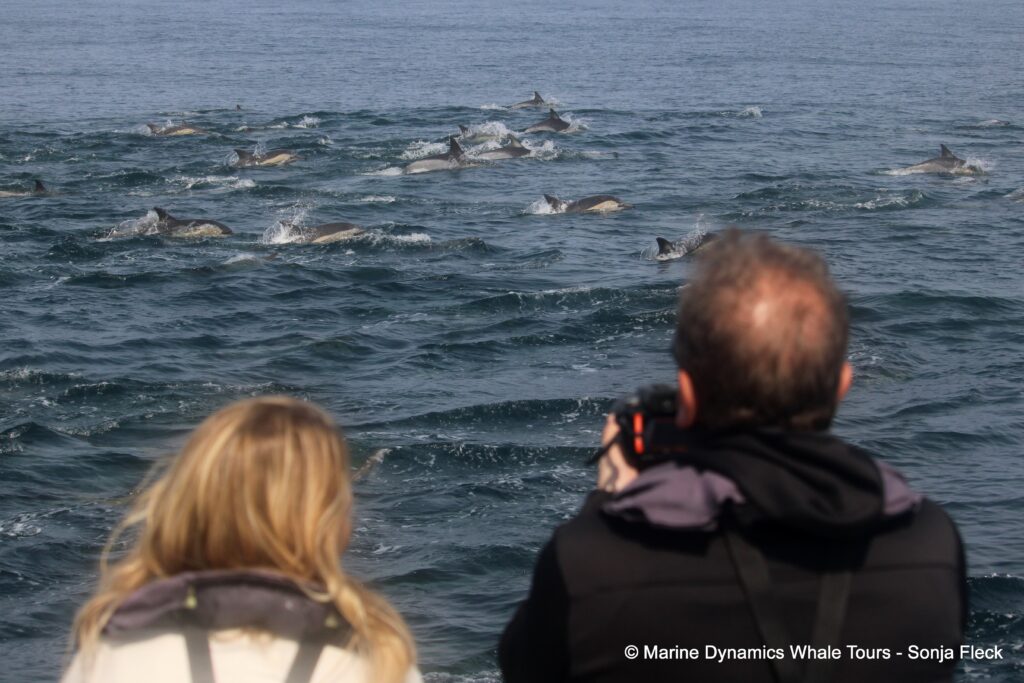 common dolphin, whale watching, gansbaai, south africa
