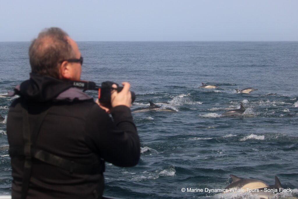 common dolphin, whale watching, gansbaai, south africa