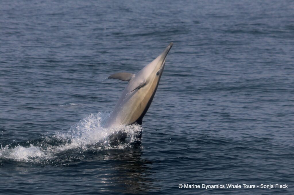 common dolphin, whale watching, gansbaai, south africa