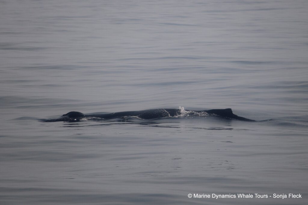 humpback whale, whale watching, gansbaai, south africa