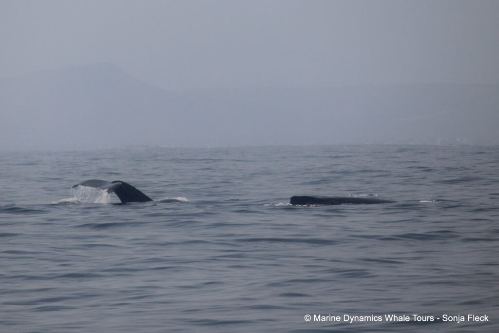 humpback whale, whale watching, gansbaai, south africa