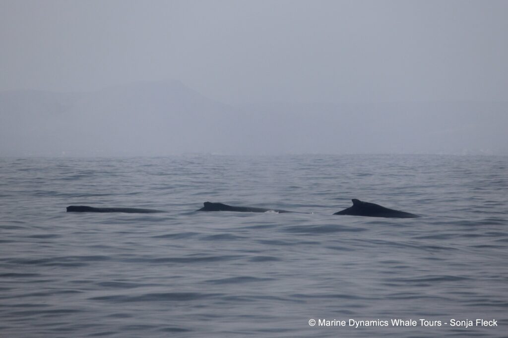 humpback whale, whale watching, gansbaai, south africa