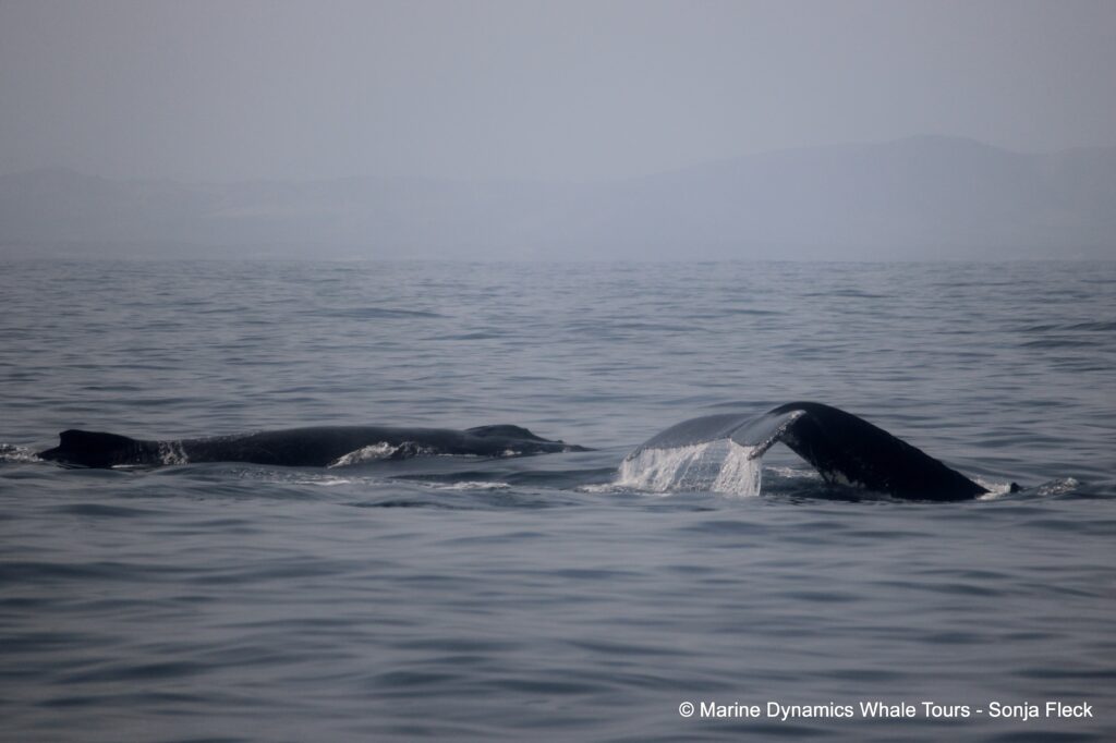 humpback whale, whale watching, gansbaai, south africa