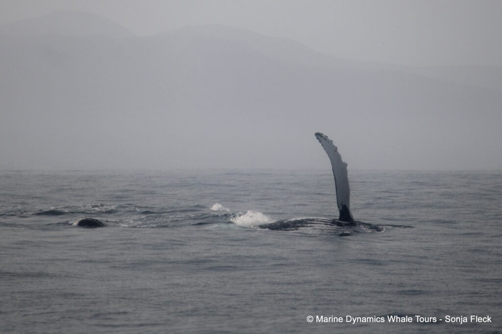 humpback whale, whale watching, gansbaai, south africa