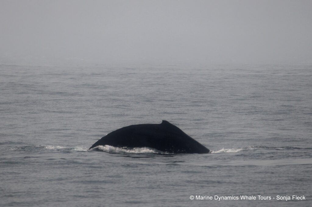 humpback whale, whale watching, gansbaai, south africa