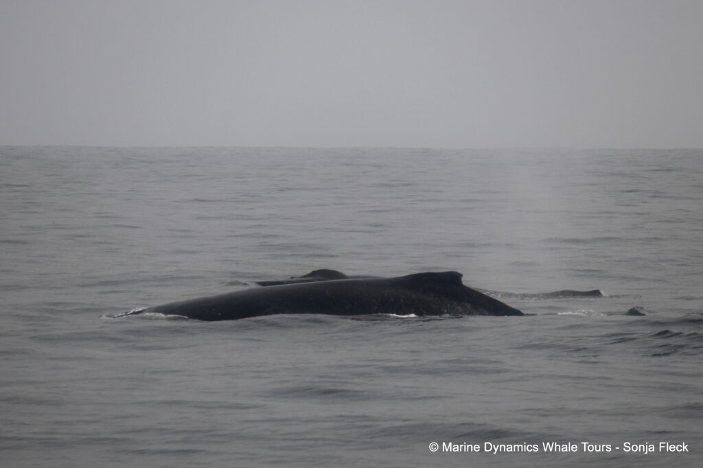 humpback whale, whale watching, gansbaai, south africa