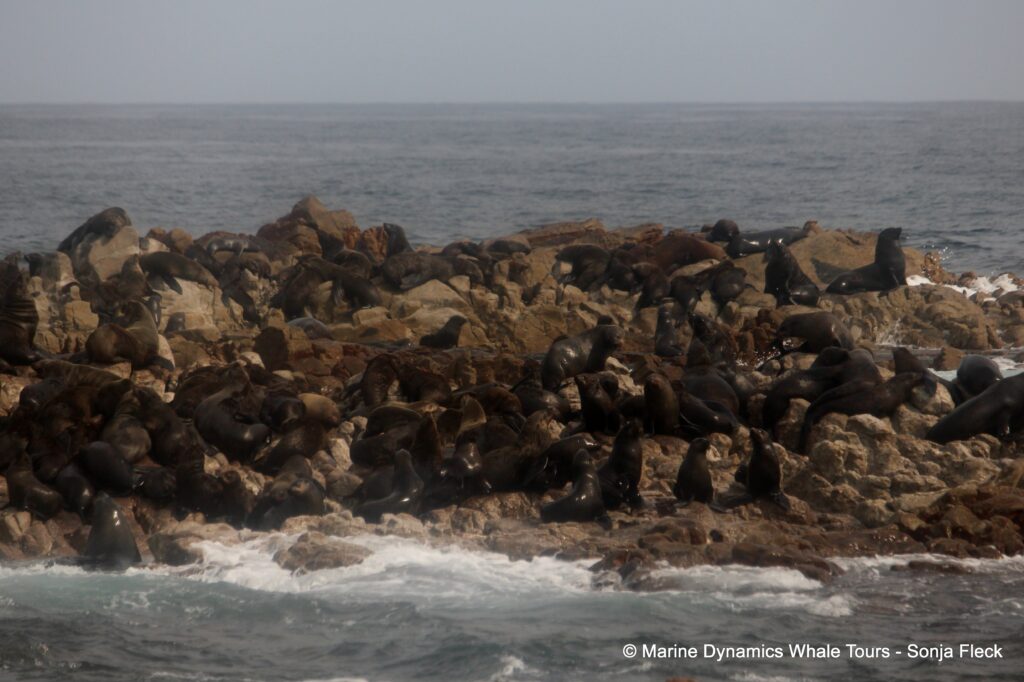 cape fur seal, whale watching, gansbaai, south africa