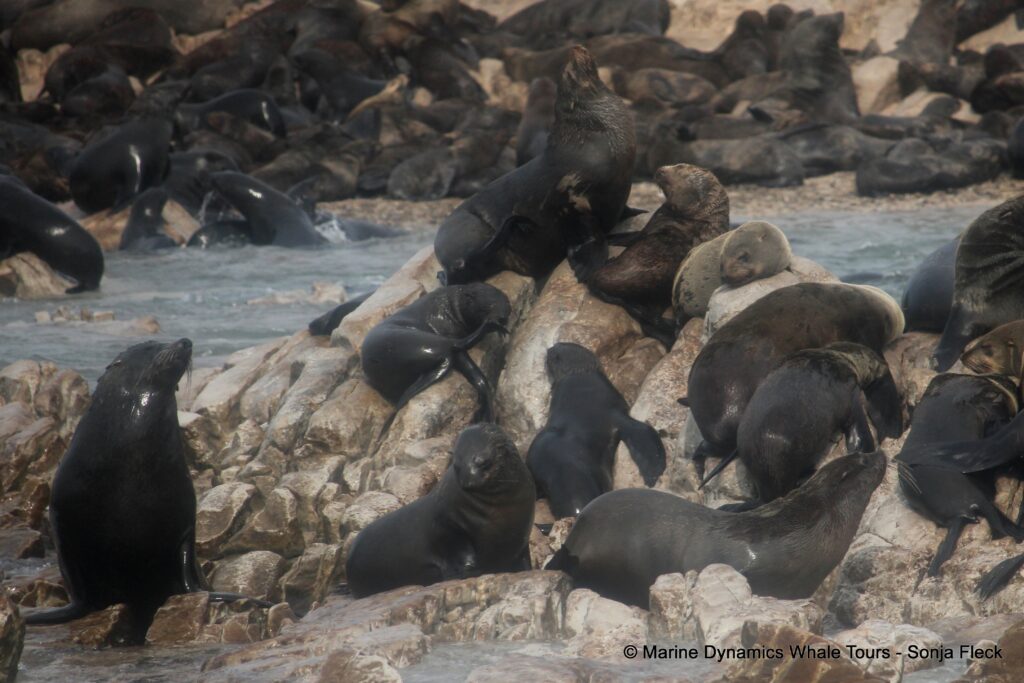 cape fur seal, whale watching, gansbaai, south africa