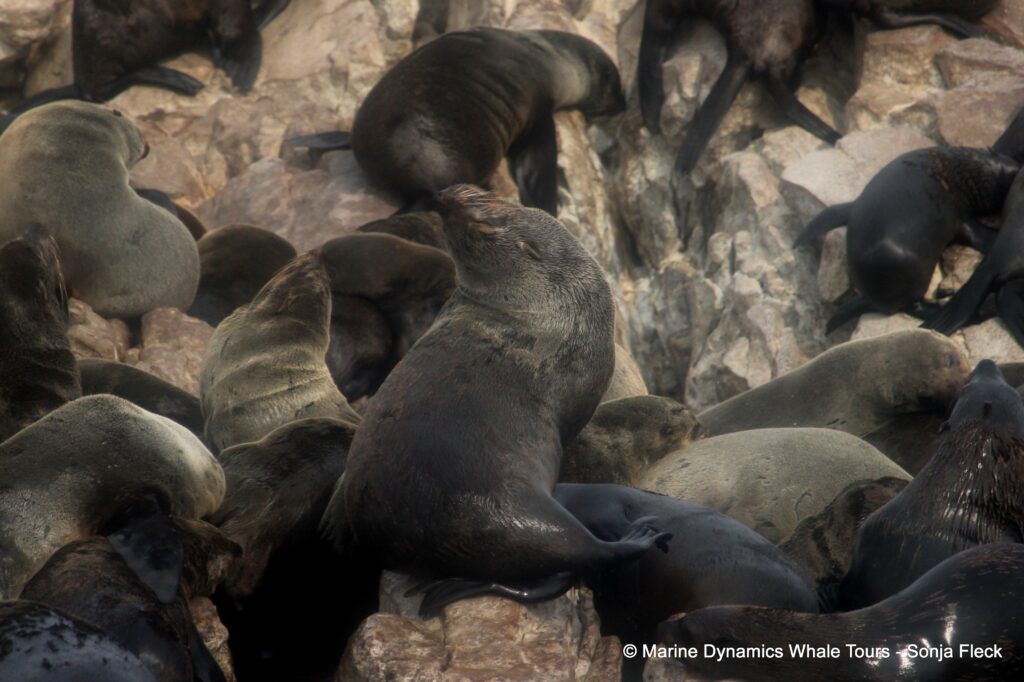 cape fur seal, whale watching, gansbaai, south africa