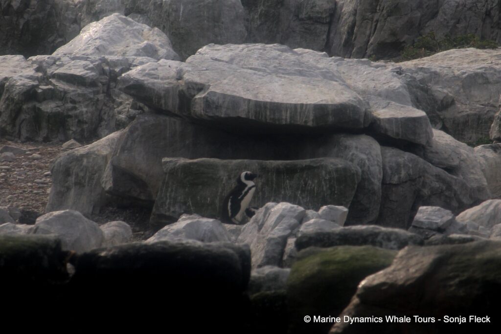 african penguin, whale watching, gansbaai, south africa