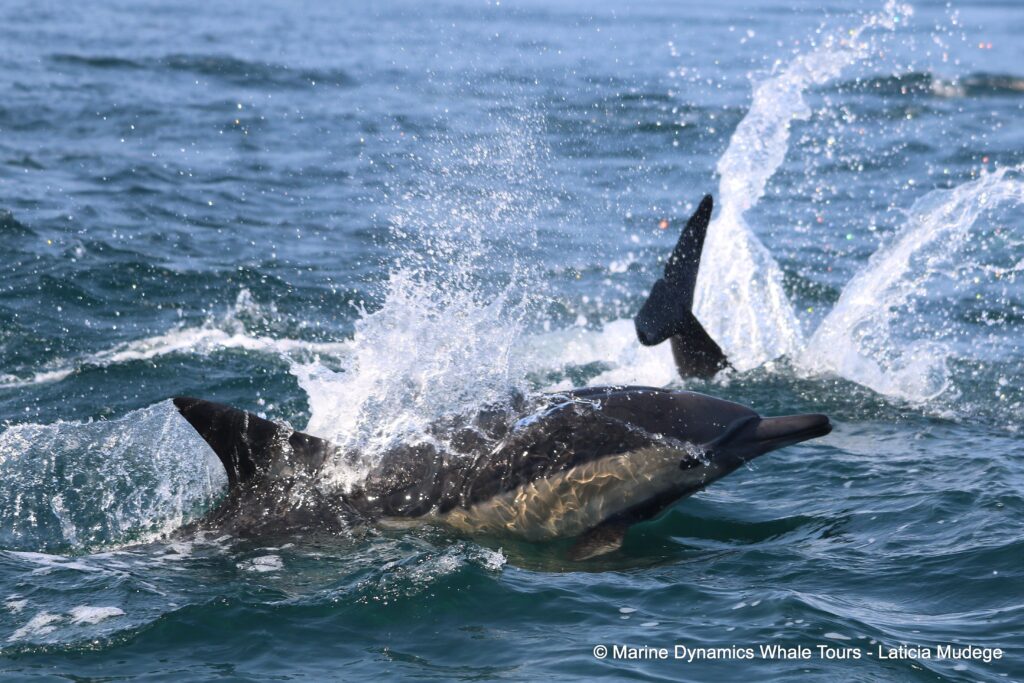 common dolphin, whale watching, gansbaai, south africa