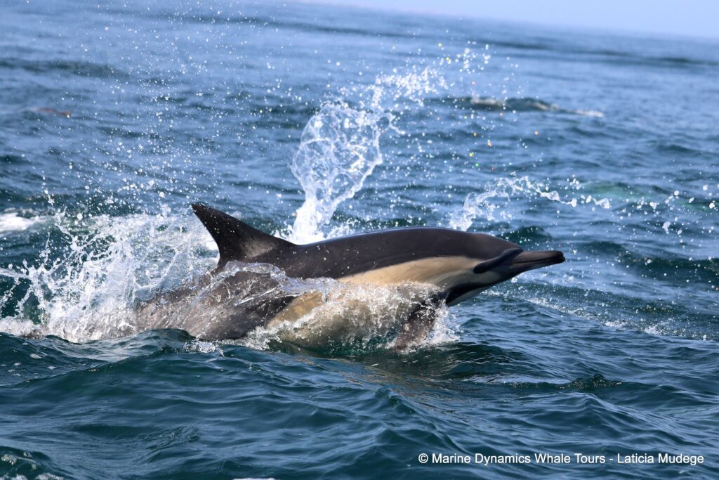 common dolphin, whale watching, gansbaai, south africa