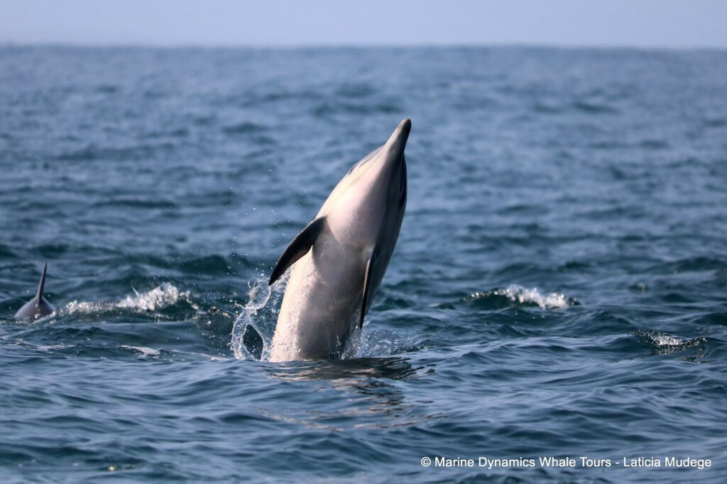 common dolphin, whale watching, gansbaai, south africa