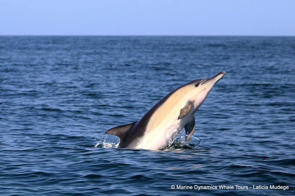 common dolphin, whale watching, gansbaai, south africa
