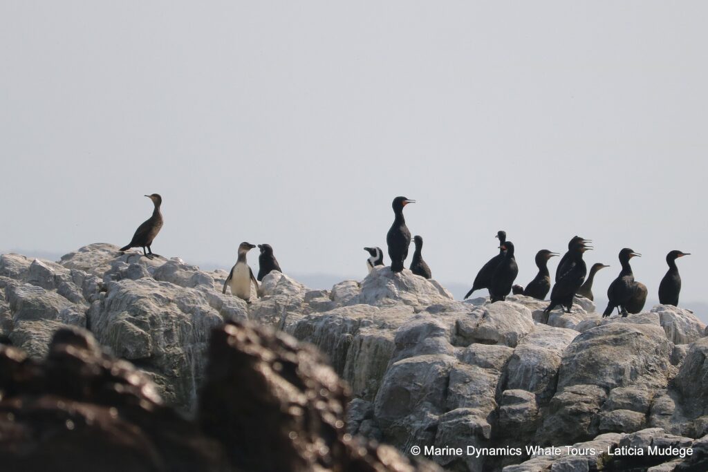 african penguin, whale watching, gansbaai, south africa