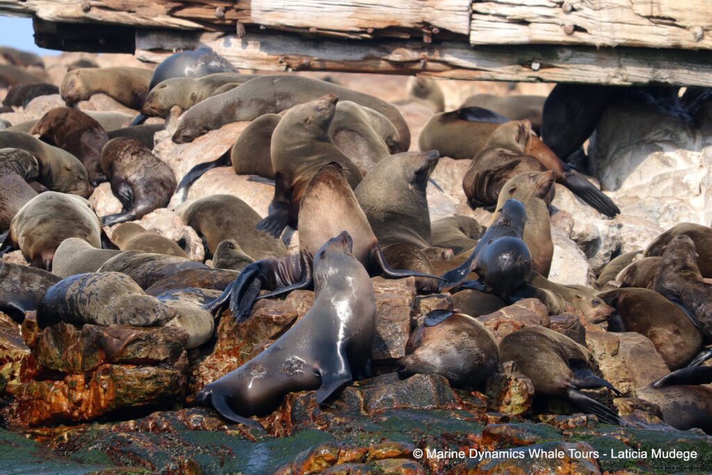 cape fur seal, whale watching, gansbaai, south africa