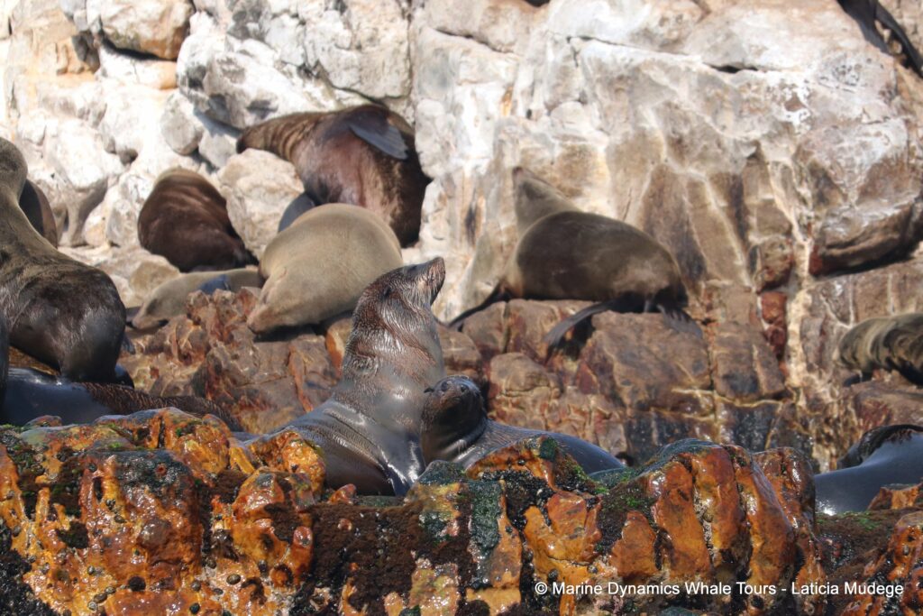 cape fur seal, whale watching, gansbaai, south africa