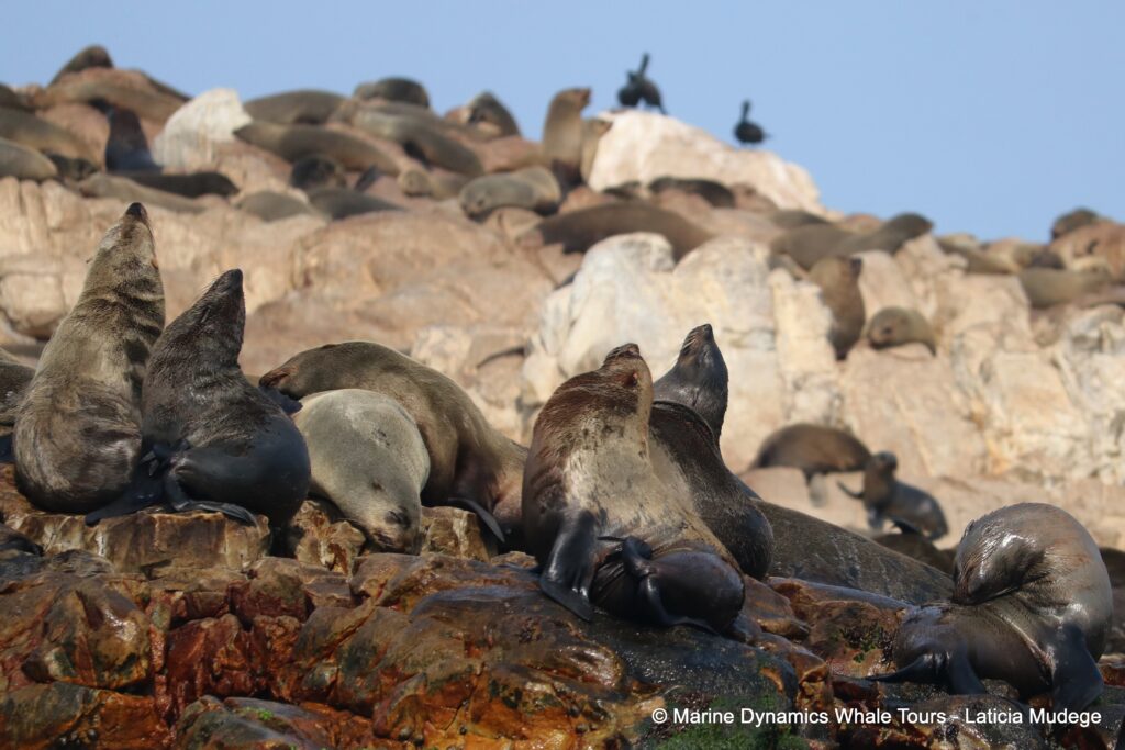 cape fur seal, whale watching, gansbaai, south africa