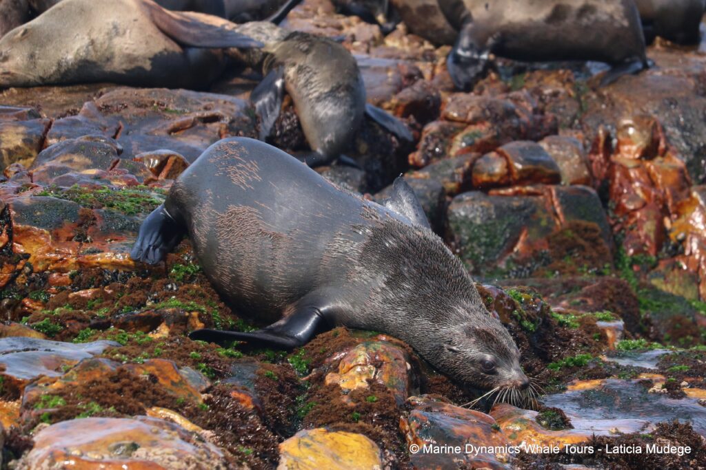 cape fur seal, whale watching, gansbaai, south africa