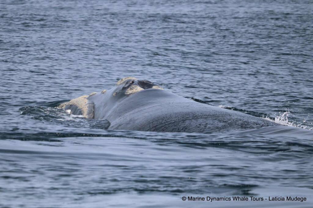 Southern right whale, whale watching, gansbaai, south africa,