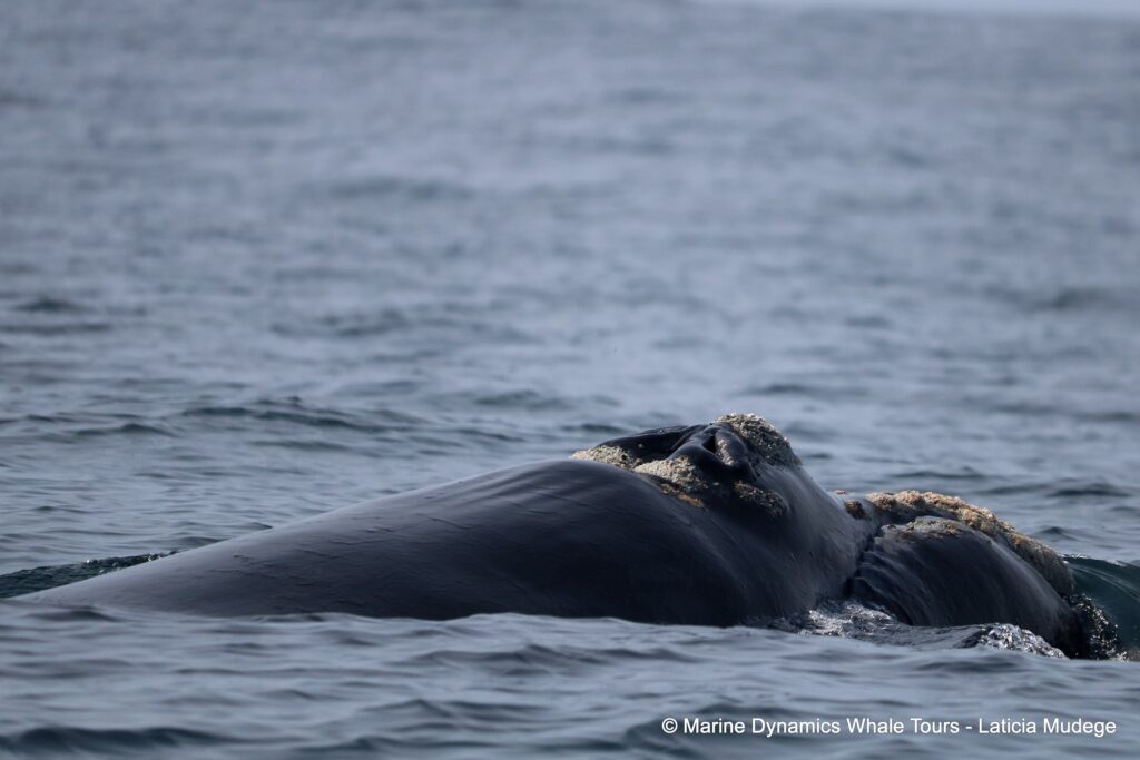 Southern right whale, whale watching, gansbaai, south africa,