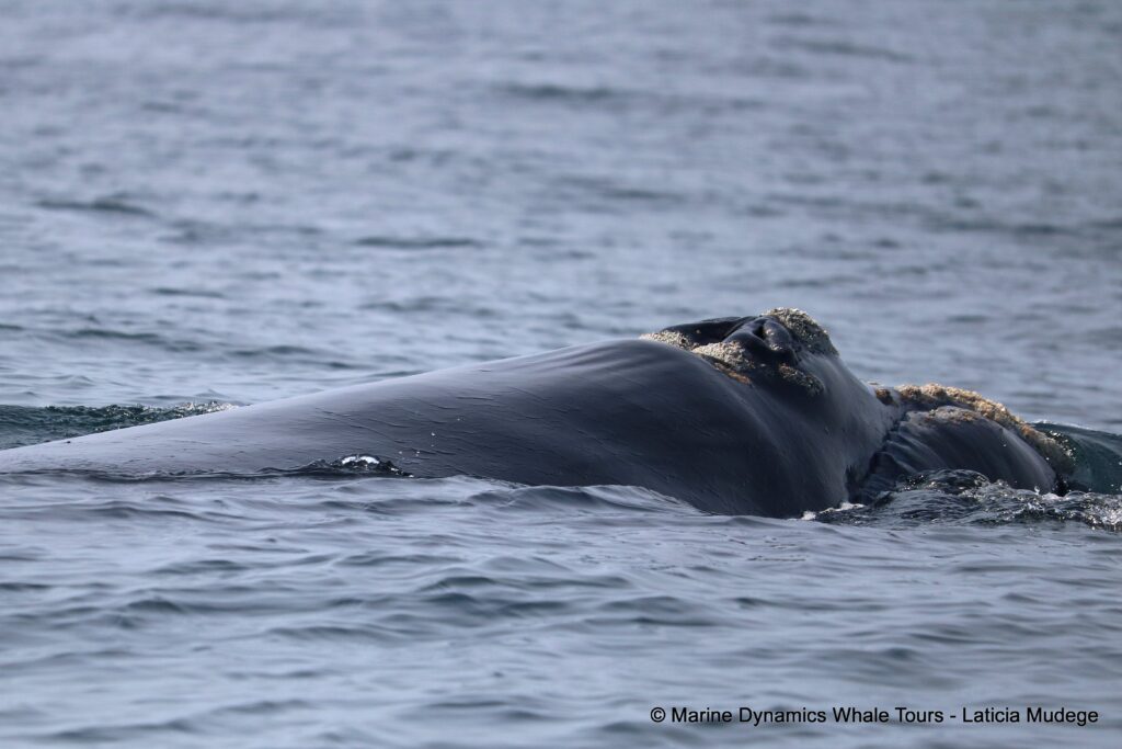 Southern right whale, whale watching, gansbaai, south africa,