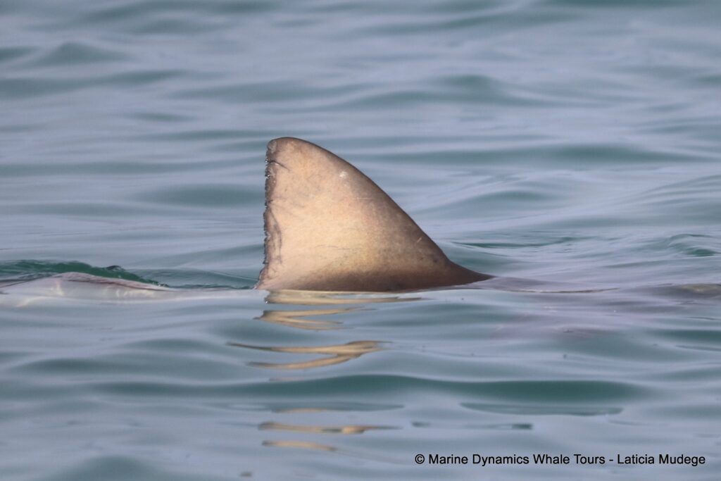 bronze whaler shark, whale watching, gansbaai, south africa,