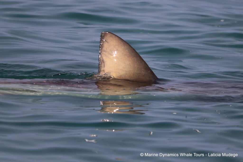 bronze whaler shark, whale watching, gansbaai, south africa,