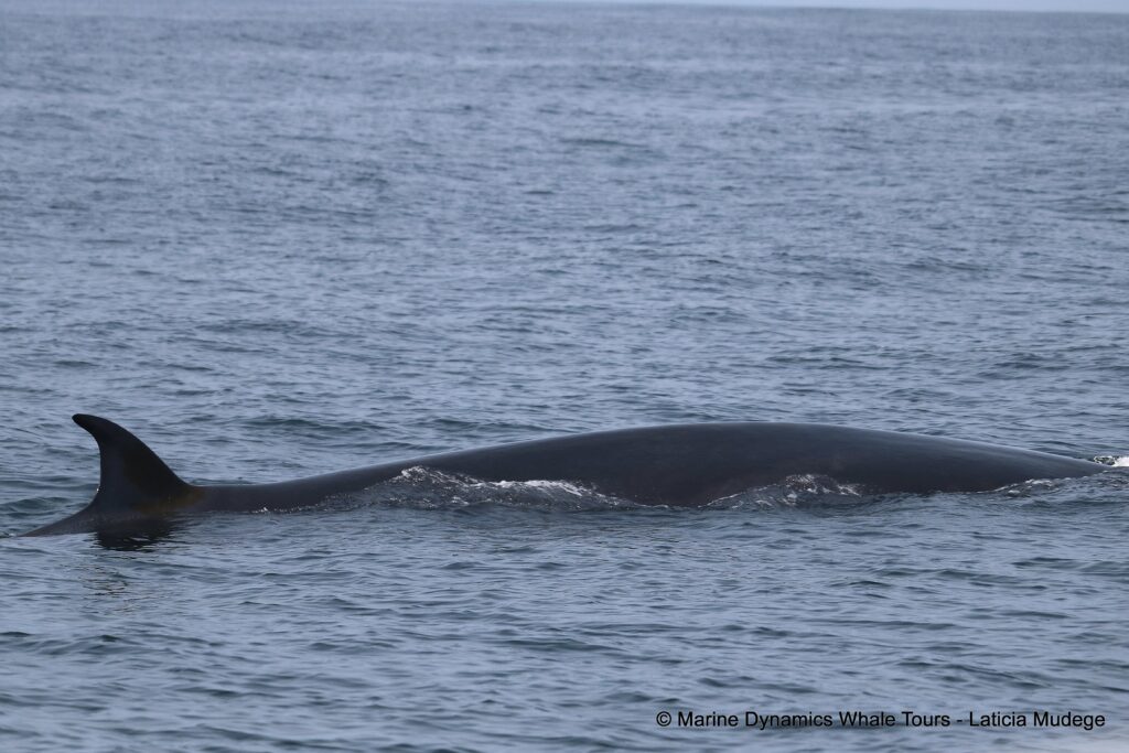 bryde's whale, whale watching, gansbaai, south africa,
