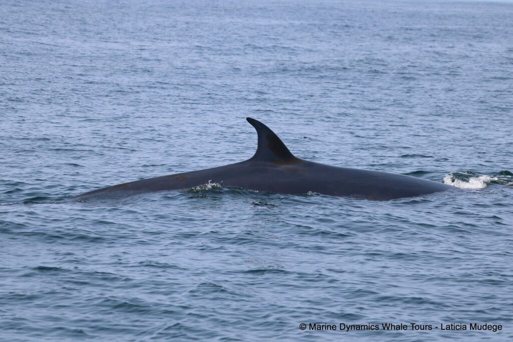 Brydes Whale, whale watching, gansbaai, south africa
