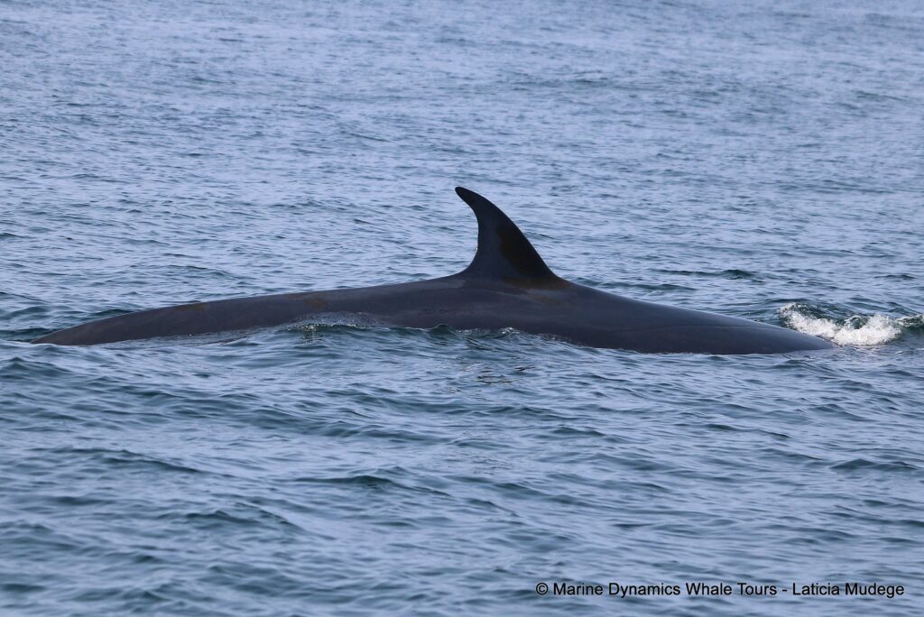 bryde's whale, whale watching, gansbaai, south africa,