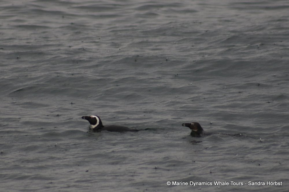 penguins, whale watching, gansbaai, south africa,