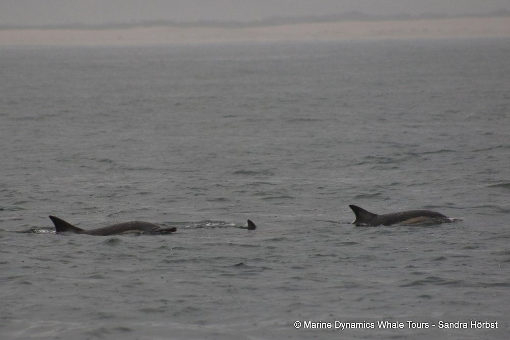 dolphin, whale watching, gansbaai, south africa,