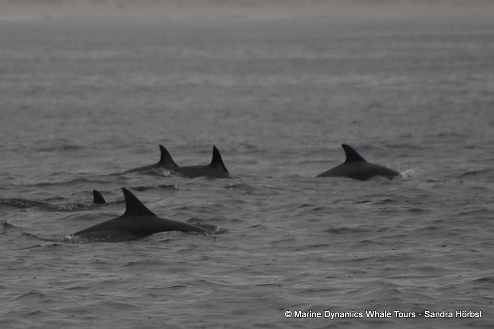 dolphin, whale watching, gansbaai, south africa,