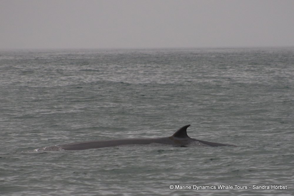 bryde's whale, whale watching, gansbaai, south africa,
