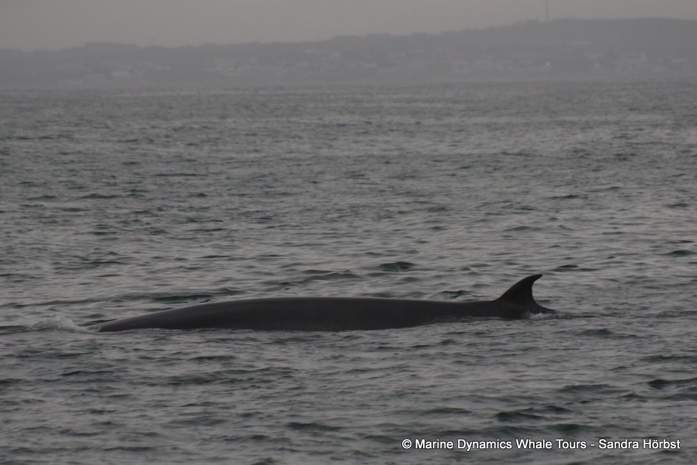 bryde's whale, whale watching, gansbaai, south africa,