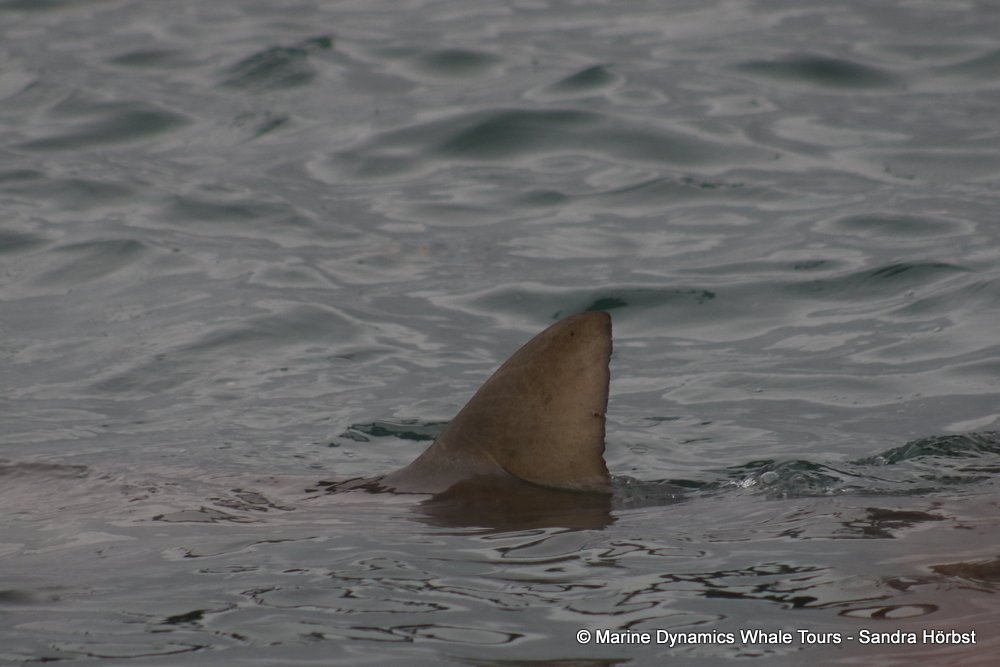 bronze whaler shark, whale watching, gansbaai, south africa,