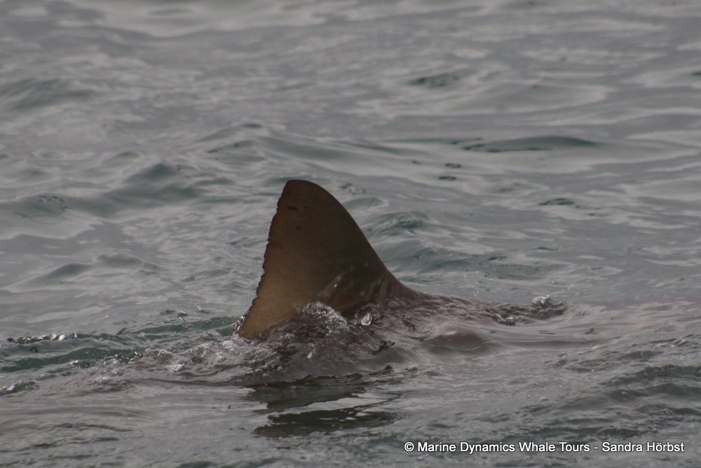 bronze whaler shark, whale watching, gansbaai, south africa,