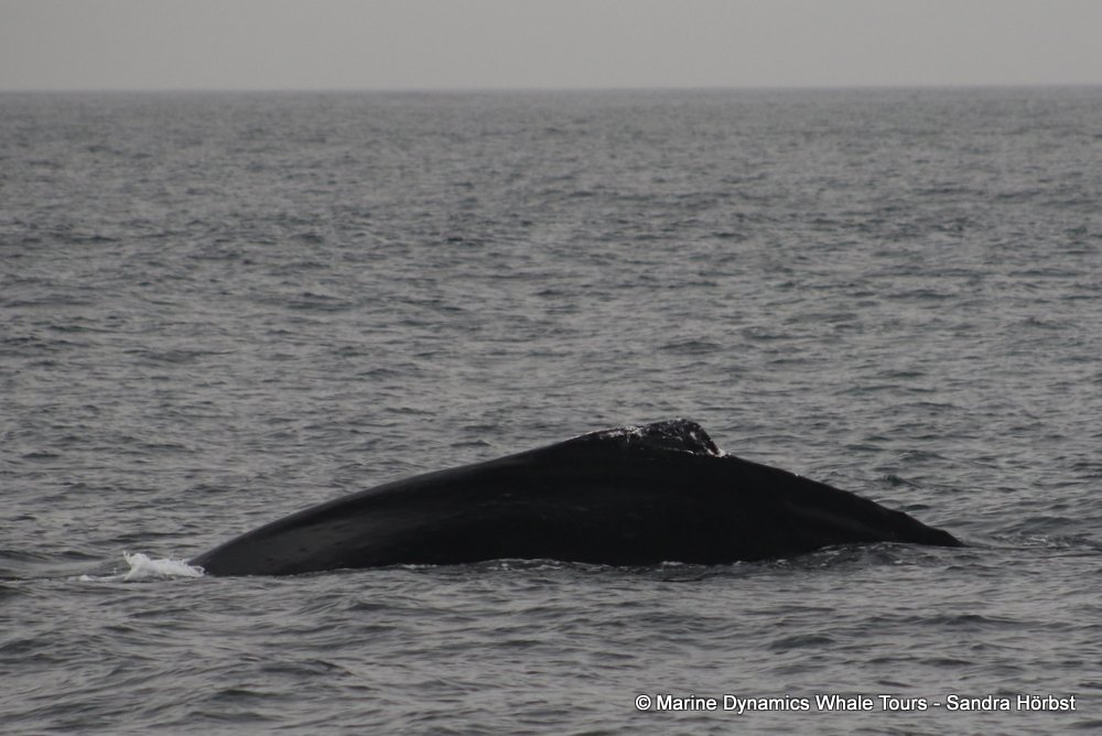 humpback whale, whale watching, gansbaai, south africa
