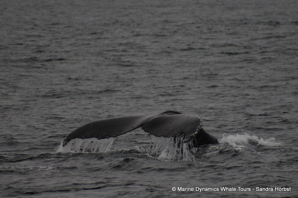 humpback whale, whale watching, gansbaai, south africa