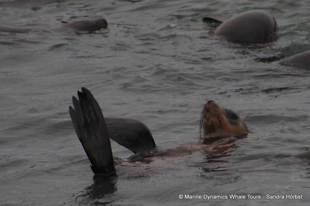 cape fur seal, whale watching, gansbaai, south africa