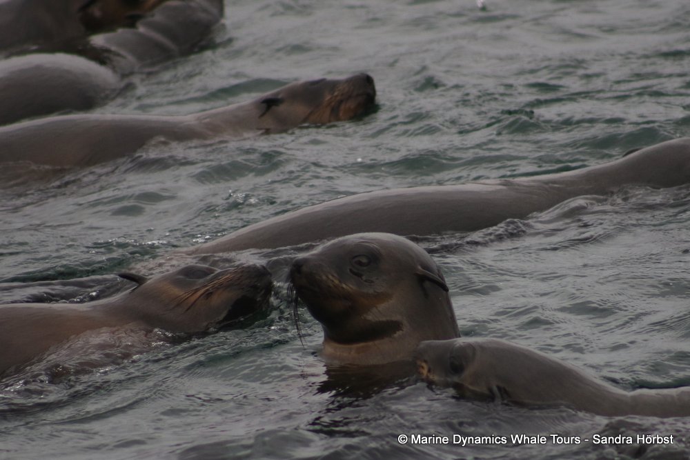cape fur seal, whale watching, gansbaai, south africa