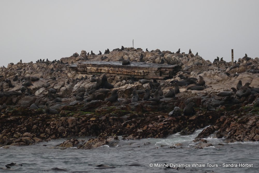 cape fur seal, whale watching, gansbaai, south africa