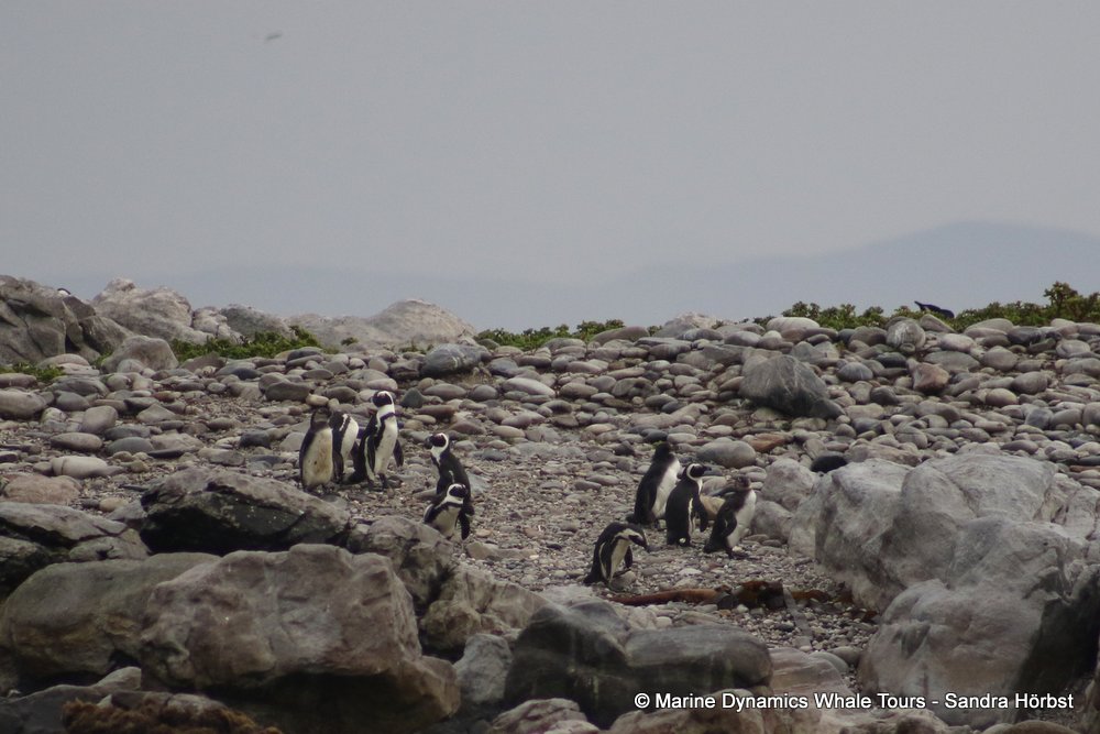 penguins, whale watching, gansbaai, south africa,
