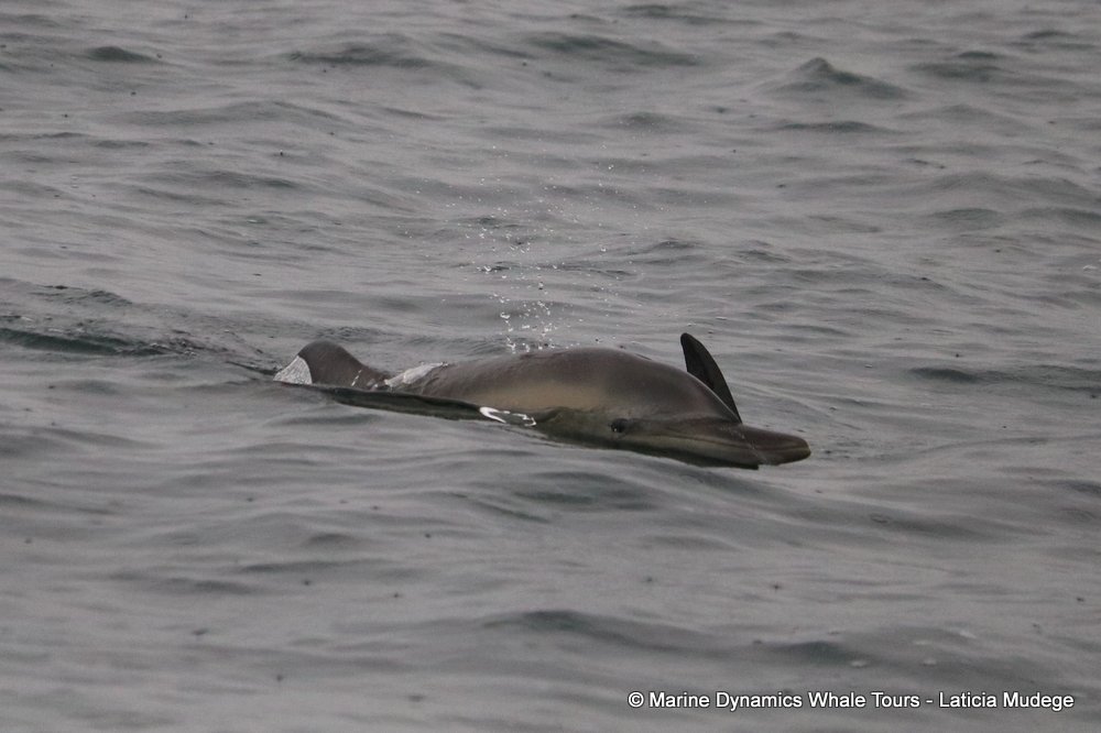 common dolphin, whale watching, gansbaai, south africa
