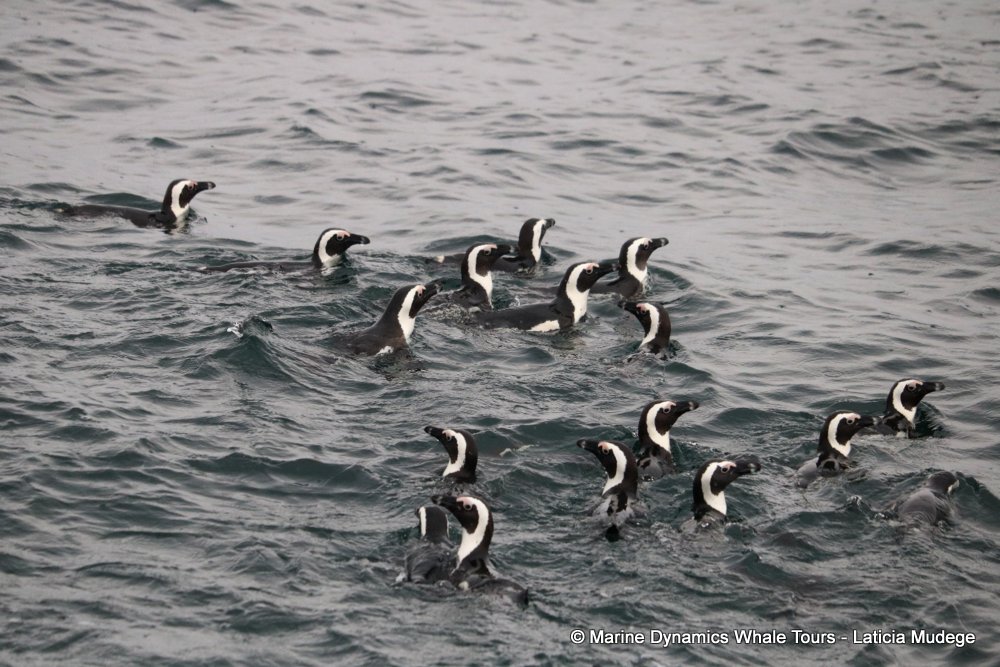 african penguin, whale watching, gansbaai, south africa