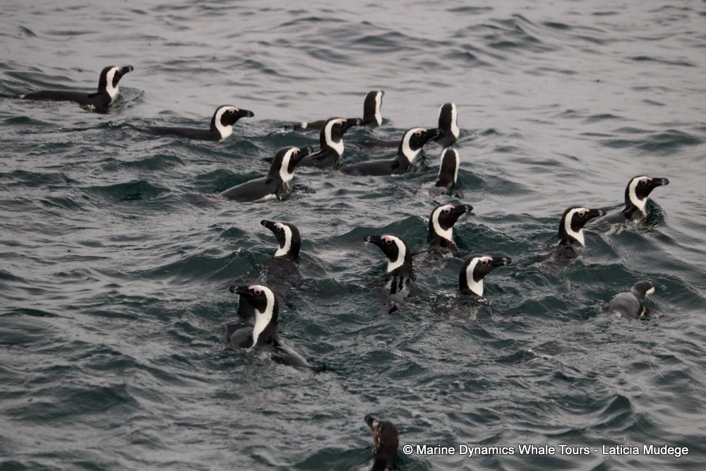 african penguin, whale watching, gansbaai, south africa